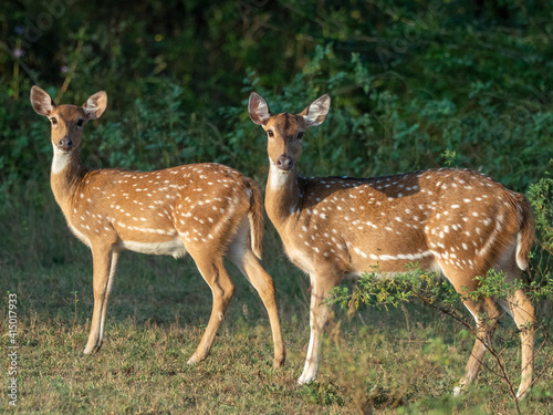 A pair of female Sri Lankan axis deer (Axis axis ceylonensis), Yala National Park, Sri Lanka photo