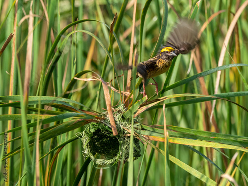 An adult streaked weaver (Ploceus manyar) weaving its nest in grass, Yala National Park, Sri Lanka photo