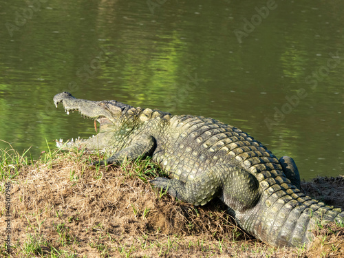 An adult mugger crocodile (Crocodylus palustris), basking in the sun, Yala National Park, Sri Lanka
