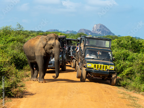 An adult Asian elephant (Elephas maximus), with safari vehicles, Yala National Park, Sri Lanka