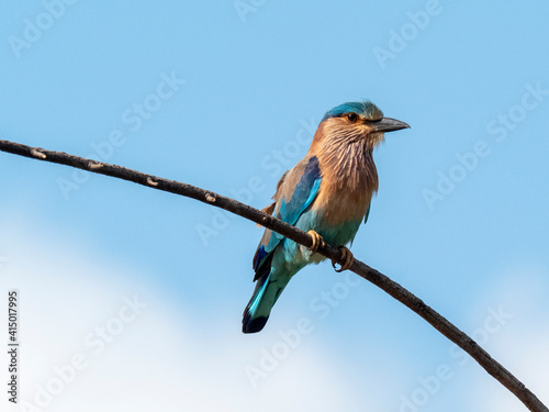 An adult Indian roller (Coracias benghalensis), perched in a tree, Yala National Park, Sri Lanka