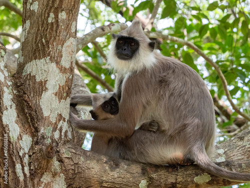 A mother tufted gray langur (Semnopithecus priam), with her infant in Polonnaruwa, Sri Lanka