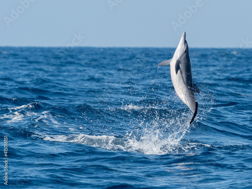 An adult spinner dolphin (Stenella longirostris), leaping in the waters off the Kalpitiya Peninsula, Sri Lanka photo