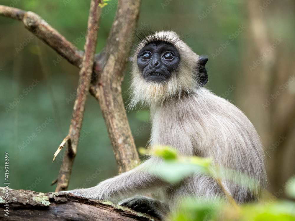 A young tufted gray langur (Semnopithecus priam), in Polonnaruwa, Sri Lanka