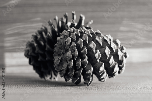 Pine-cone photo