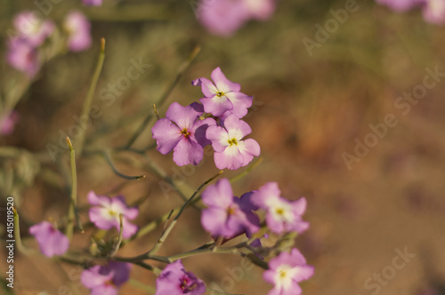 multiply purple wild flowers close-up