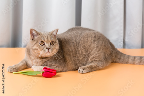 A British Shorthair cat lies next to red tulip flower and looks up. Spring Festival © garmashevanatali