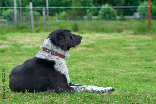 dog waiting for the arrival of its owner