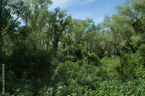 Tropical rainforest landscape. Panorama view of the green forest. Beautiful foliage of different species of trees and plants in the South American jungle.