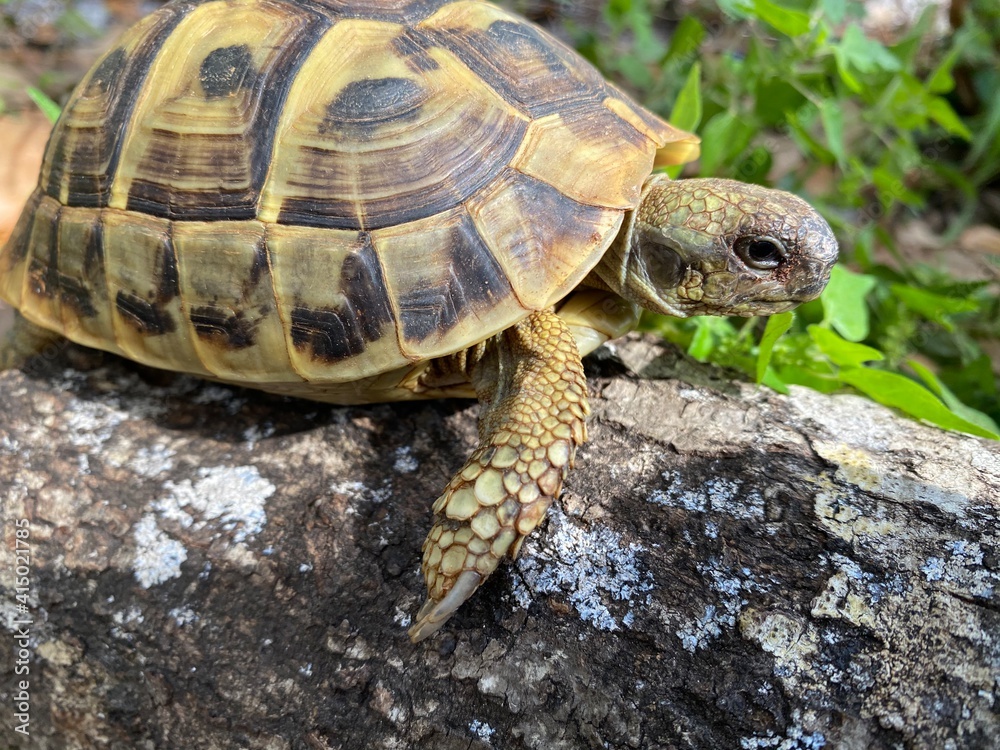 turtle on a rock turtle on a rock