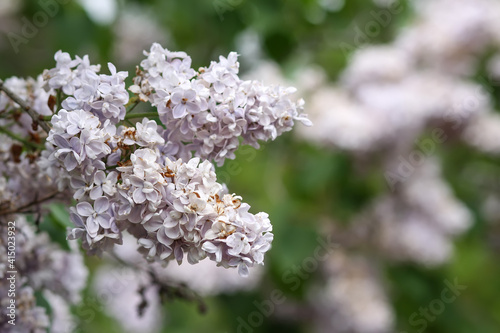 Syringa vulgaris blooming plant. Fragrant purple lilac bush in the spring garden in countryside. © pictures_for_you