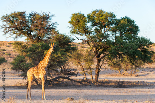 Young Giraffe standing alone in the early morning light