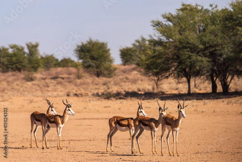 Springbok standing stationery in a dry riverbed