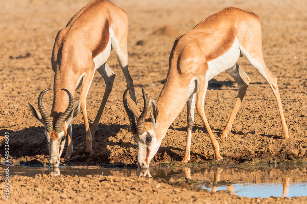 Two impala males drinking in the early morning light Two impala males drinking in the early morning light