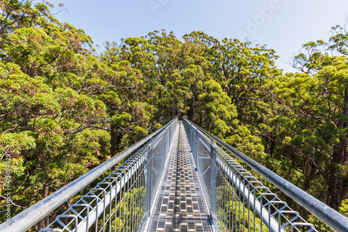 Treetop walkway stretching between red tingle trees (Eucalyptus jacksonii) growing in Walpole-Nornalup National Park