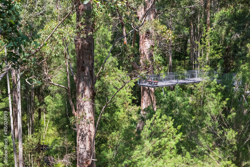 Treetop walkway stretching between red tingle trees (Eucalyptus jacksonii) growing in Walpole-Nornalup National Park