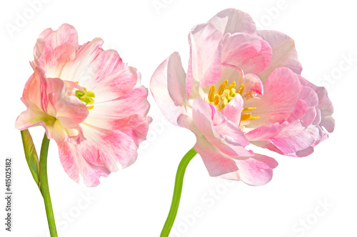 Two pink white terry tulips (Túlipa) on a white isolated background close up