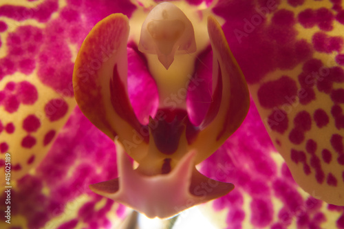 pink orchid closeup