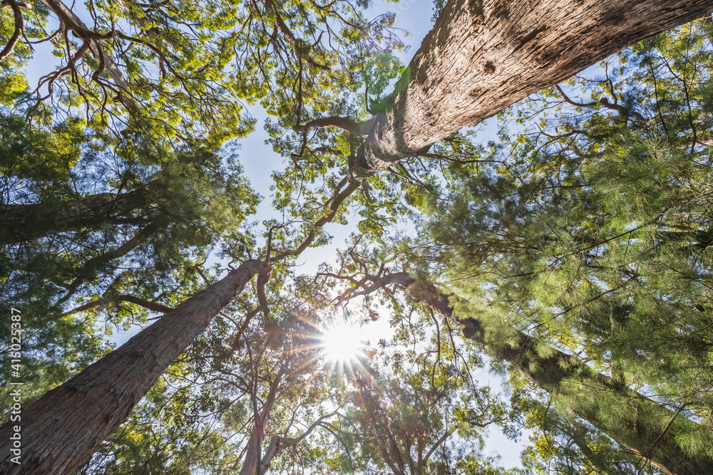 Sun shining over canopies of tall red tingle trees (Eucalyptus jacksonii) growing in Walpole-Nornalup National Park Sun shining over canopies of tall red tingle trees (Eucalyptus jacksonii) growing in Walpole-Nornalup National Park