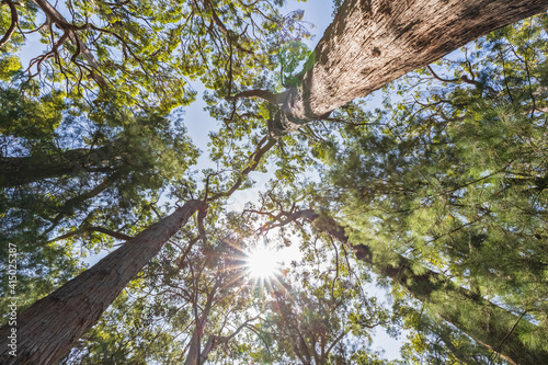 Sun shining over canopies of tall red tingle trees (Eucalyptus jacksonii) growing in Walpole-Nornalup National Park