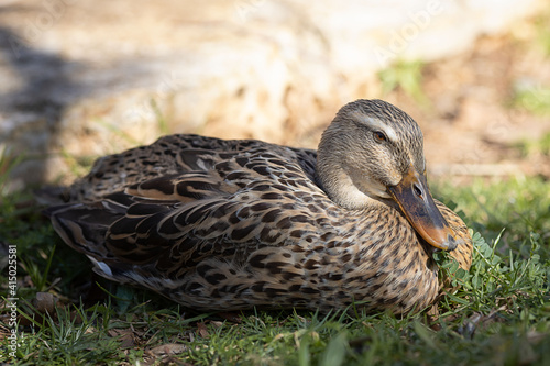waterfowl duck on the background of summer green grass
