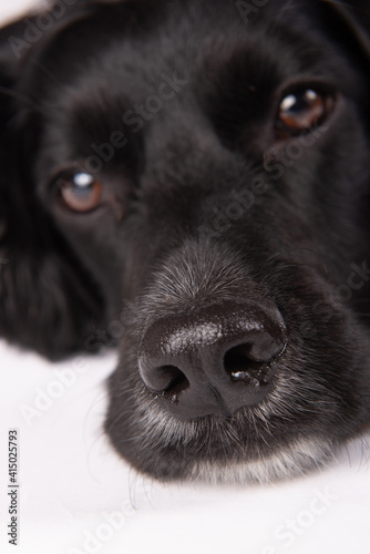 nose of a black dog