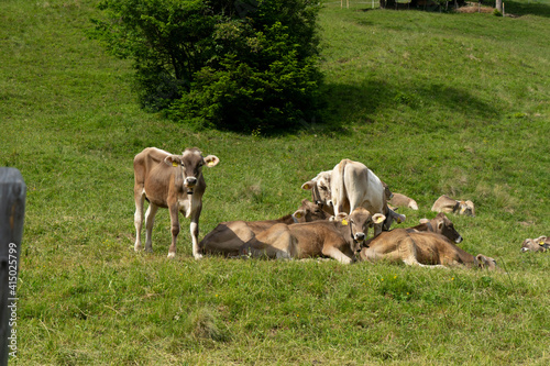 Allgäuer Braunvieh, Jungvieh, auf Allgäuer Bergweide