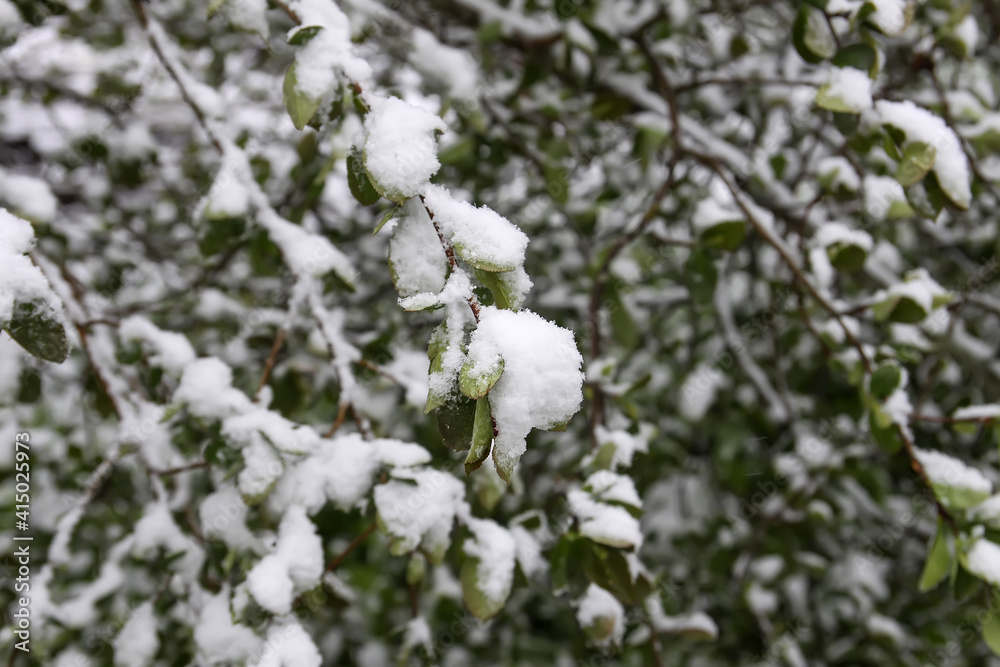 Weather anomaly. Snowfall in May. Fresh snow on blooming chery tree branches. Weather anomaly. Snowfall in May. Fresh snow on blooming chery tree branches.