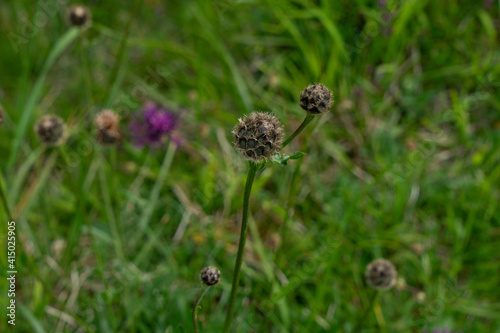 Skabiosen-Flockenblume, Centaurea scabiosa, Knospe, nah, auf Allgäuer Bergwiese
