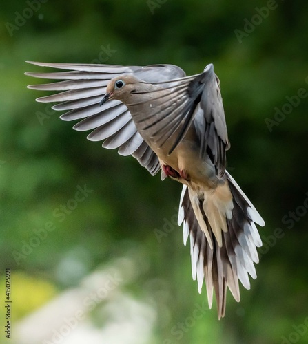 The mourning dove is a spiritual messenger of peace, love, and faith. © Donna