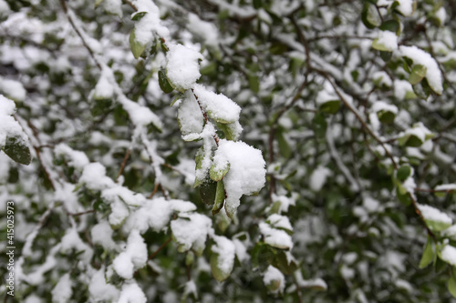 Weather anomaly. Snowfall in May. Fresh snow on blooming chery tree branches. © pictures_for_you