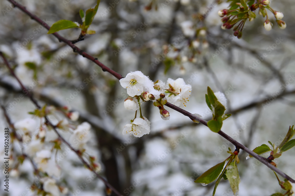 Weather anomaly. Snowfall in May. Fresh snow on blooming chery tree branches. Weather anomaly. Snowfall in May. Fresh snow on blooming chery tree branches.
