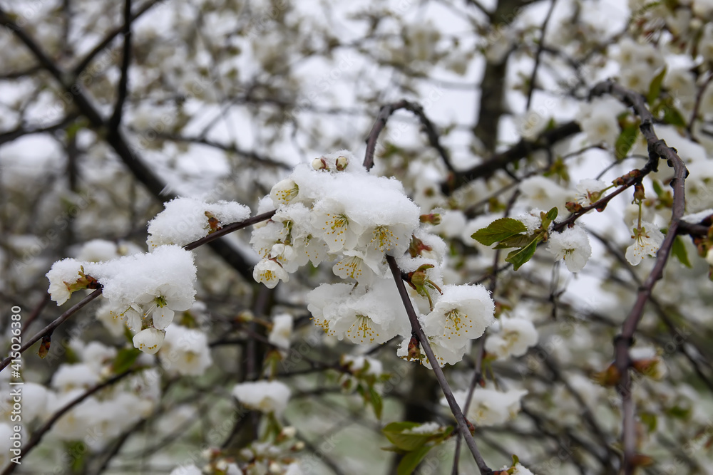 Weather anomaly. Snowfall in May. Fresh snow on blooming chery tree branches. Weather anomaly. Snowfall in May. Fresh snow on blooming chery tree branches.