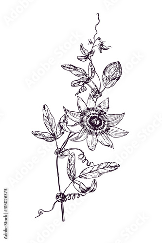 Passiflora incarnata (maypop, true or  purple passionflower, wild apricot, wild passion vine) doodle black ink drawing, woodcut style