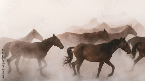 Photography Horses running and kicking up dust