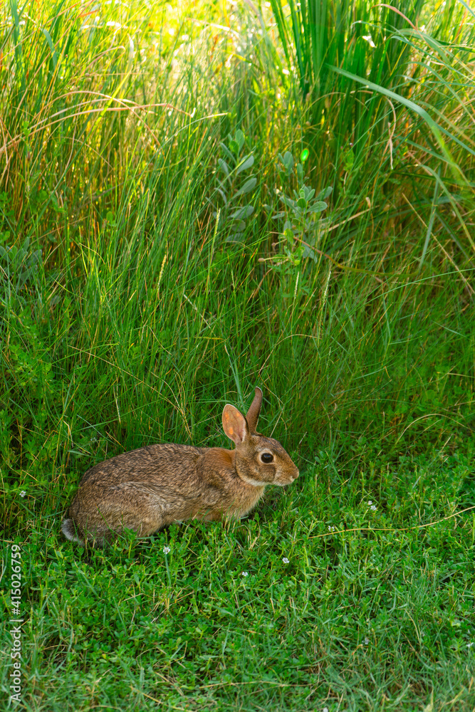 Fototapeta premium Bunny in Galveston Island