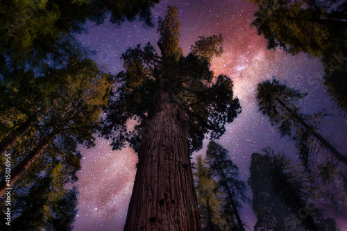 Looking up at Sequoia trees and night stars photo
