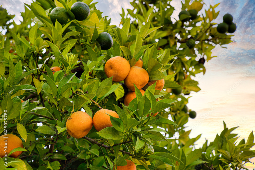Tangerines ripening on a tree branch at the organic farmland.