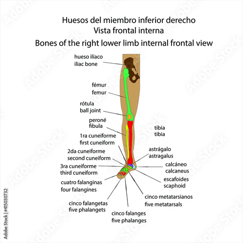 Esqueleto humano huesos del miembro inferior derecho  vista frontal interna