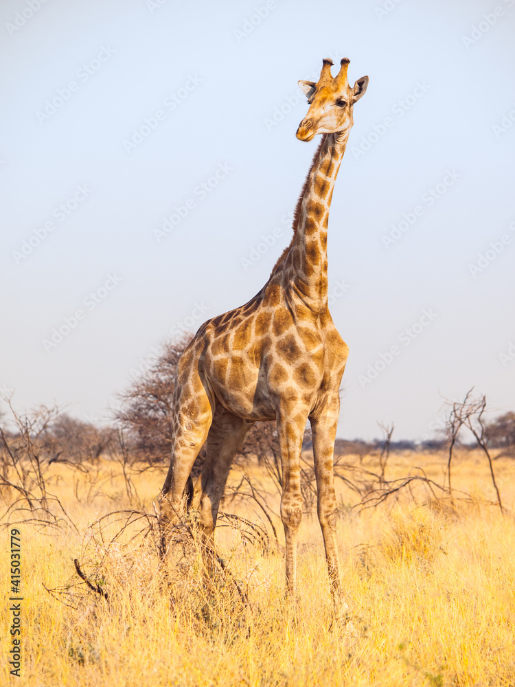 Obraz premium Cute giraffe in african savanna