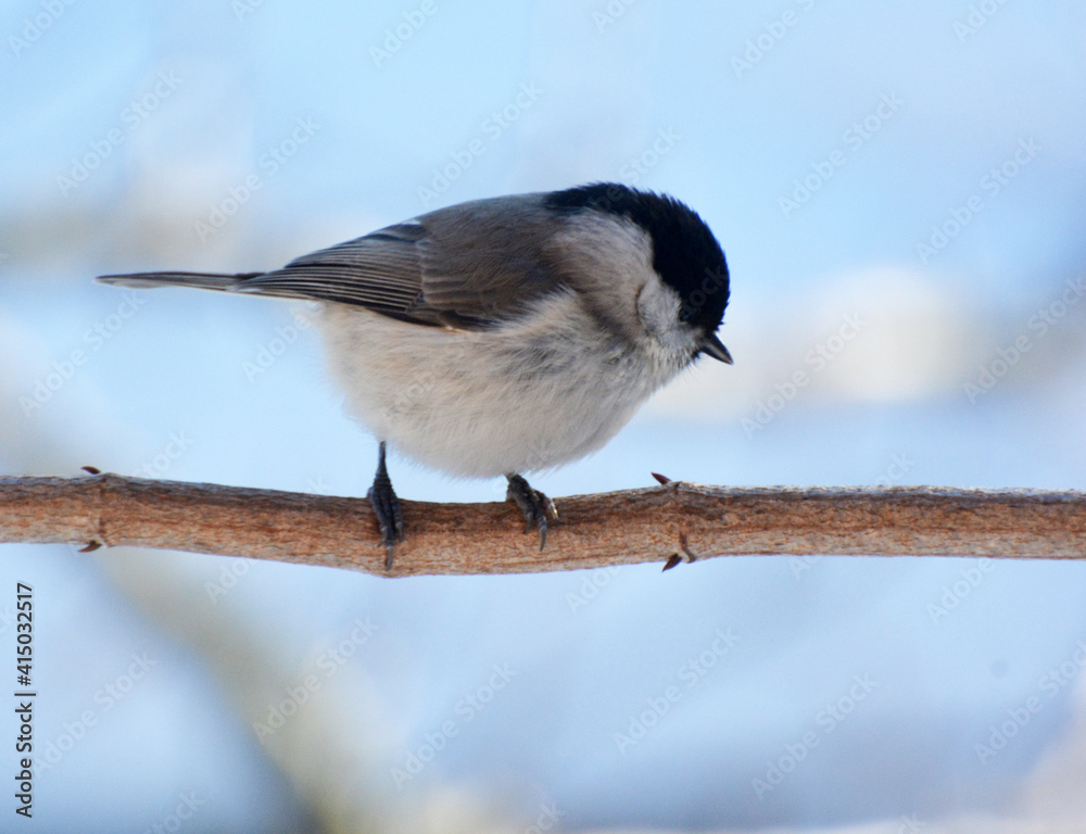 Obraz premium On a branch sits a bird Poecile palustris, Parus palustris