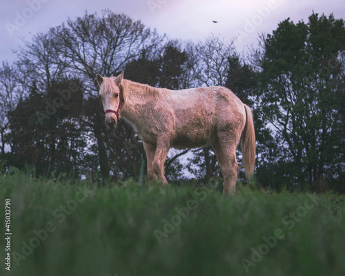 Horse