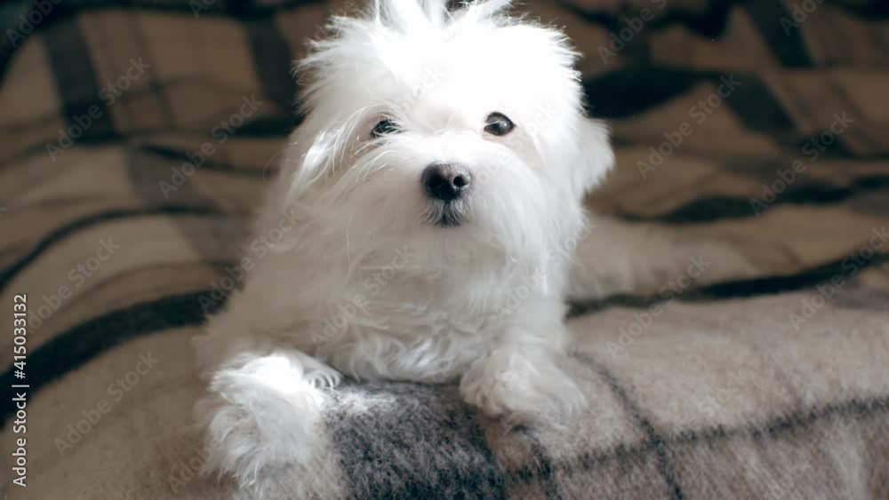 White sunny dog lies on a blanket White sunny dog lies on a blanket