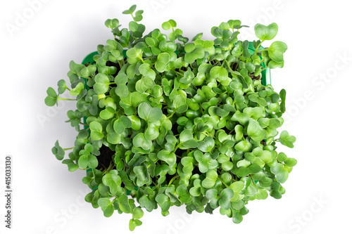 Fresh radish microgreens, isolated on white background. Healthy lifestyle concept.