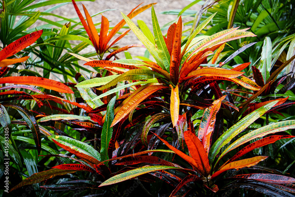 Fototapeta premium plants in the rain