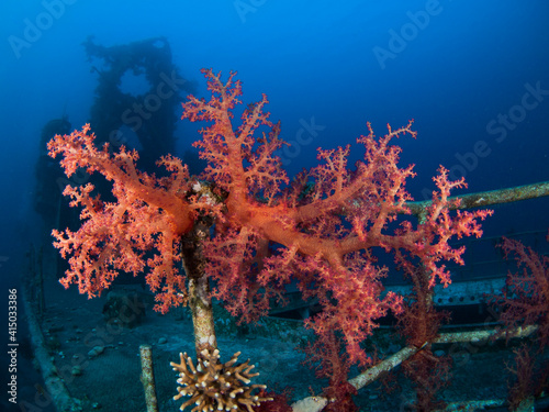 Red soft coral blooming on a shipwreck at the Red Sea