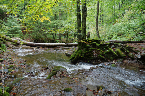 Beautiful wild nature of Carpathian Mountains, small river and trees