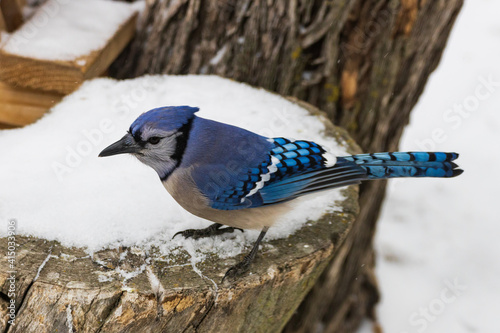 Blue Jay sitting in a tree photo