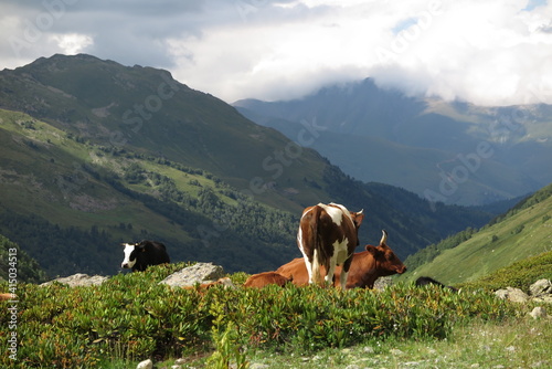cows in the mountains