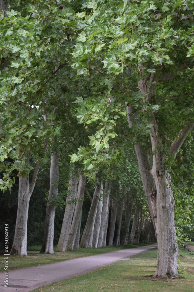 Avenue of maple-leaved plantanes in the castle park, Stuttgart Avenue of maple-leaved plantanes in the castle park, Stuttgart